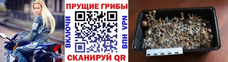 купить  цена  Якутск  Галлюциногенные грибы Magic Shrooms 